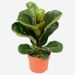 Живое растение лиана Фикус Лировидный в горшке d 9 h 25 см, 1 шт