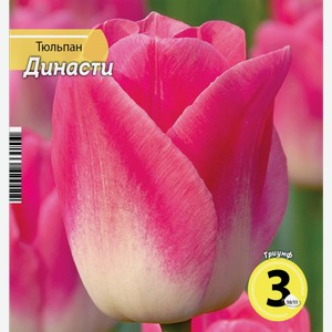 Луковицы РУССКИЙ ОГОРОД Тюльпан Династи 10/11, розовый, Арт. НК342442, 3шт