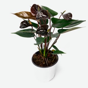 Живое растение Антуриум Блэк Лав в горшке d 11 h 30 см, 1 шт