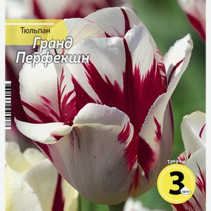 Луковицы РУССКИЙ ОГОРОД Тюльпан Гранд Перфекшн 10/11, нежно-кремовый с красным, Арт. НК394607, 3шт