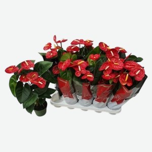 Растение горшечное Антуриум Микс d12