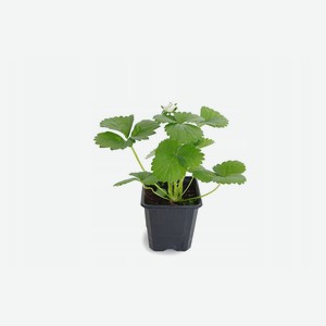 Земляника садовая PlantMarket Моллинг Сентинери, P9