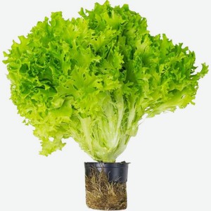 Салат Кудрявый в горшке 1шт., 260 г