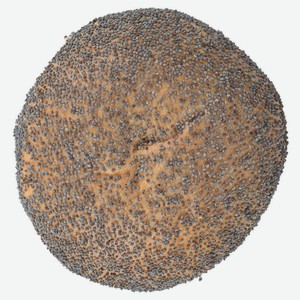 Кайзерка АШАН пшеничная с маком, 50 г