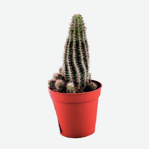 Кактус микс с глазами 5,5 10