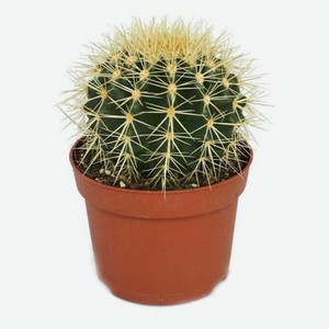 Живое растение Кактус Эхинокактус Грузони в горшке d 10,5 h 12 см, 1 шт