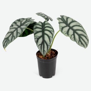 Живое растение Алоказия Сильвер Драгон в горшке d 12 h 35 см, 1 шт