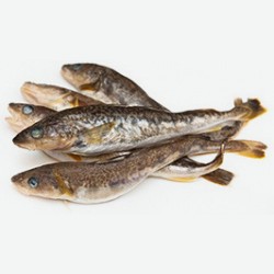 Навага Свежемороженая, 1 Кг