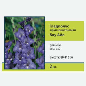 Луковичные цветы «Поиск» Гладиолус, 2 шт