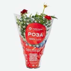 Роза горшечная Кордана микс d10,5 h8 в подарочной коробке