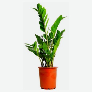 Живое растение Замиокулькас дерево в горшке, d 17 h 60-70 см