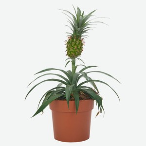 Живое растение Бромелия Ананас Ми Амиго в горшке d 12 h 40 см, 1 шт
